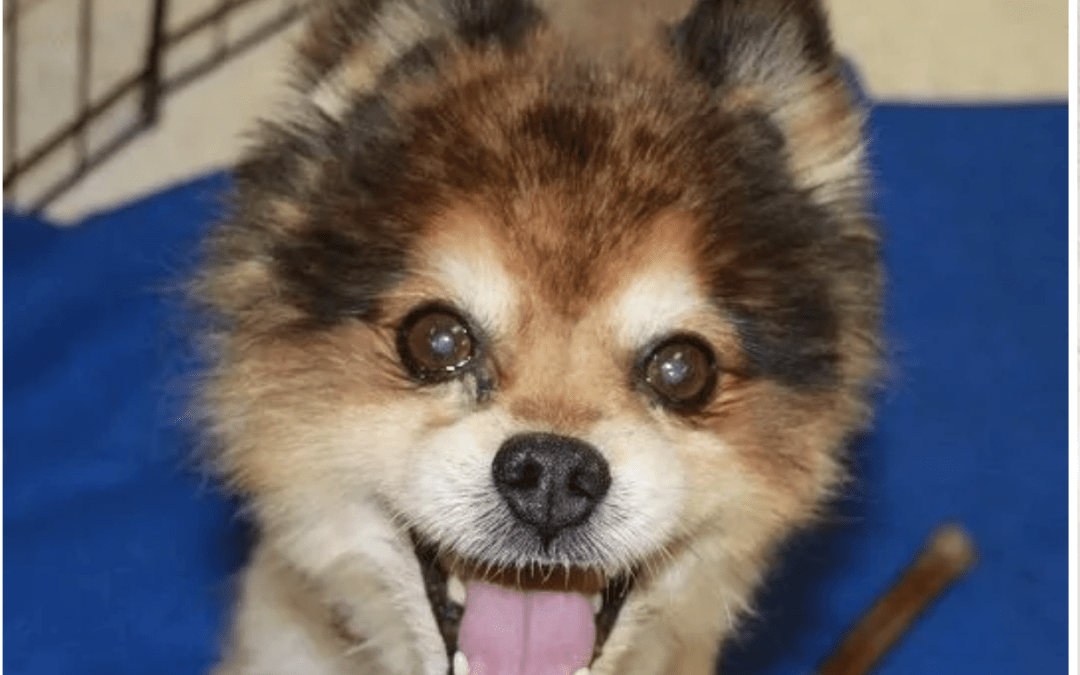 Pet Adoption by On Angels Wings at San Tan Ace Hardware