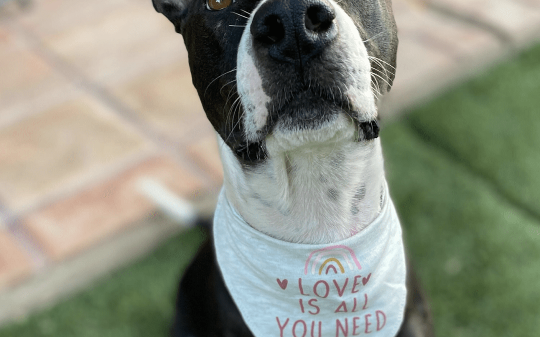 ALONE NO MORE DOG RESCUE at Kabat’s Crismon Ace